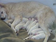 honden foto van jozef