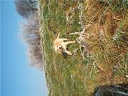 honden foto van Shartje