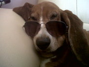 honden foto honden foto van Patricia Renzo