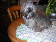 honden foto van riek