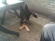 honden foto van selena