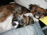 honden foto van shanna