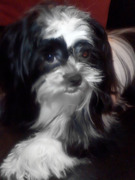 honden foto van Marja Oosterlaar