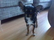 honden foto van Candice & Yara 