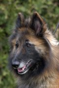 honden foto van Ger de Haas
