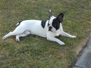 honden foto honden foto van christophe & evelyn