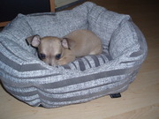 honden foto van Mercella