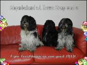 honden foto van Ploon Nuij