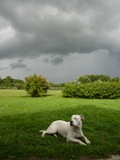 honden foto van marieke