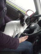 honden foto honden foto van christien