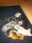 honden foto van Paul van Egdom