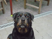 honden foto van hanne