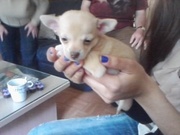 honden foto van babsje