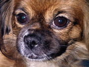 honden foto van Ron