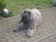 honden foto honden foto van karin