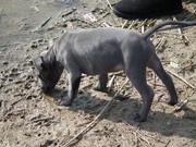 honden foto van de Haan