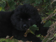 honden foto van Bo Janssen