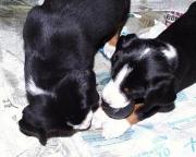 honden foto van Pieter van Hees