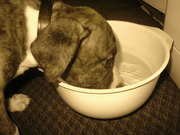 honden foto van Ella en logeerhond Wodan