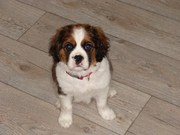 honden foto van Tommy