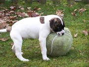 honden foto honden foto van boukje