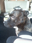 honden foto van carola