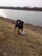 honden foto van Miranda en Dieco