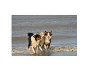 honden foto van Andries