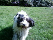 honden foto van Tosca