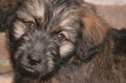 honden foto van Josje