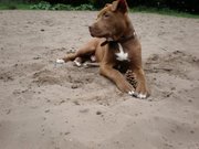 honden foto van mike