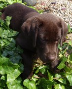 honden foto van Laurien