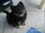 honden foto van Linda Vullings