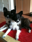 honden foto van Saskia