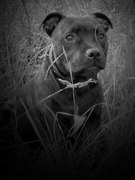 honden foto van Doortje & Odin