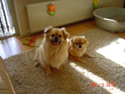 honden foto honden foto van monique