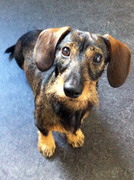 honden foto van Monique