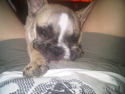 honden foto van Diana