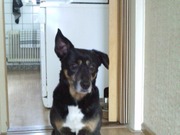 honden foto van Harco Breider