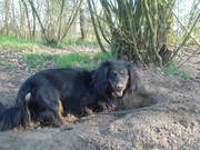 honden foto van Marian