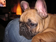 honden foto van Bulletje Bull