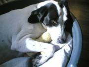 honden foto van Chiara