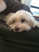 honden foto van jolien & mollyxp