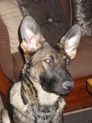 honden foto van paula schultink-faro