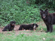 honden foto van Mimo --- Alf, Babs en Spikey