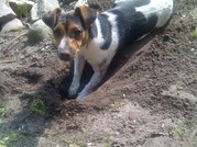 honden foto van francis