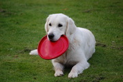honden foto van Elief