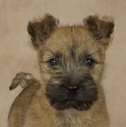 honden foto van YvonneB