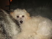 honden foto honden foto van ~.* Cindy & Boomer *.~