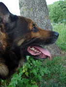 honden foto van Rean